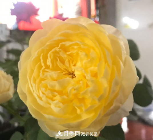 10款濃香月季，開花比香水還好聞，從春一直開到秋！(圖3)
