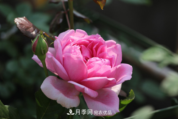 10款濃香月季，開花比香水還好聞，從春一直開到秋！(圖4)