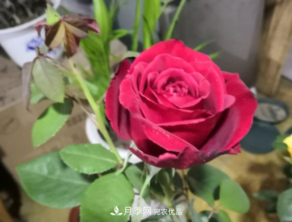 10款濃香月季，開花比香水還好聞，從春一直開到秋！(圖6)