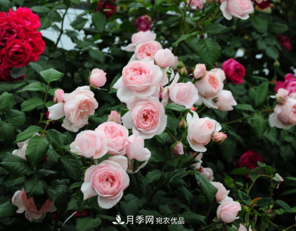 10款濃香月季，開花比香水還好聞，從春一直開到秋！(圖7)