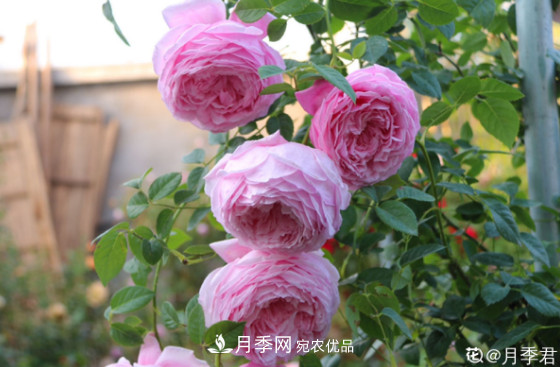 10款濃香月季，開花比香水還好聞，從春一直開到秋！(圖8)