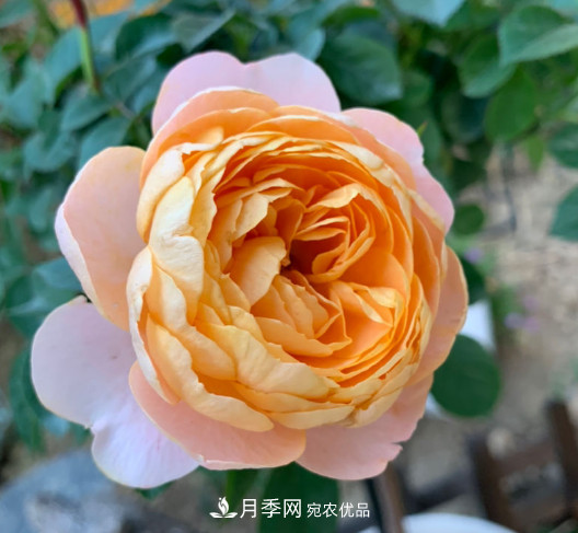 10款濃香月季，開花比香水還好聞，從春一直開到秋！(圖10)