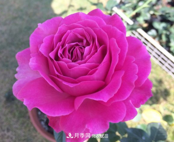 10款濃香月季，開花比香水還好聞，從春一直開到秋！(圖9)