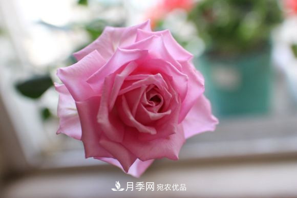 10款濃香月季，開花比香水還好聞，從春一直開到秋！(圖11)