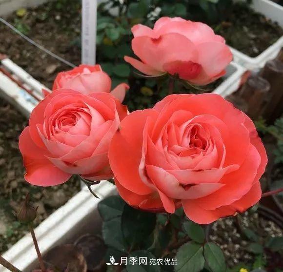 陽臺小怎么辦？推薦8種微型荷蘭陽臺月季，好看又好養(yǎng)！(圖2)