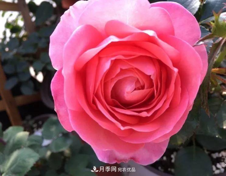 陽臺小怎么辦？推薦8種微型荷蘭陽臺月季，好看又好養(yǎng)！(圖1)
