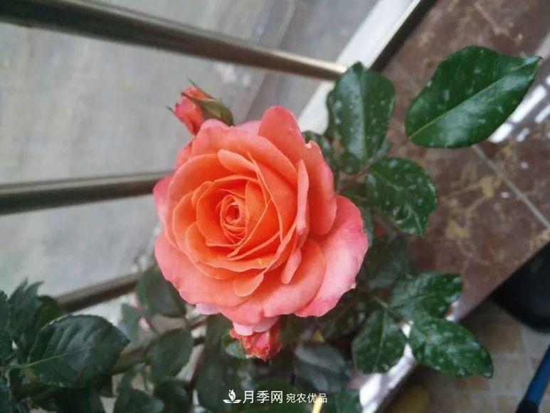 陽臺小怎么辦？推薦8種微型荷蘭陽臺月季，好看又好養(yǎng)！(圖5)