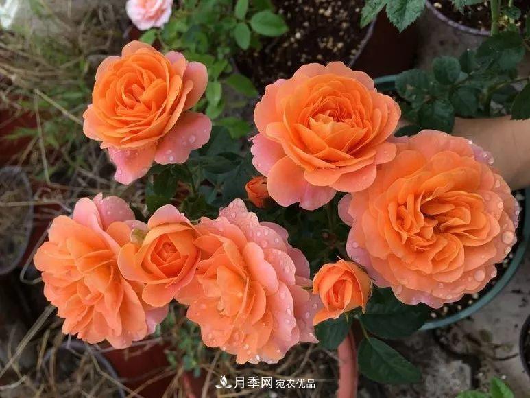 陽臺小怎么辦？推薦8種微型荷蘭陽臺月季，好看又好養(yǎng)！(圖6)