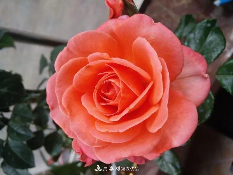 陽臺小怎么辦？推薦8種微型荷蘭陽臺月季，好看又好養(yǎng)！(圖4)