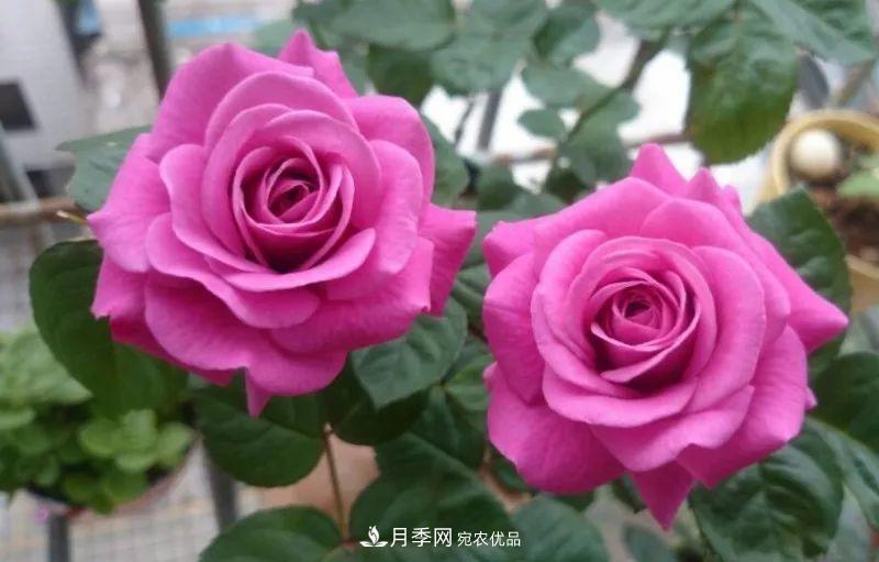 陽臺小怎么辦？推薦8種微型荷蘭陽臺月季，好看又好養(yǎng)！(圖10)