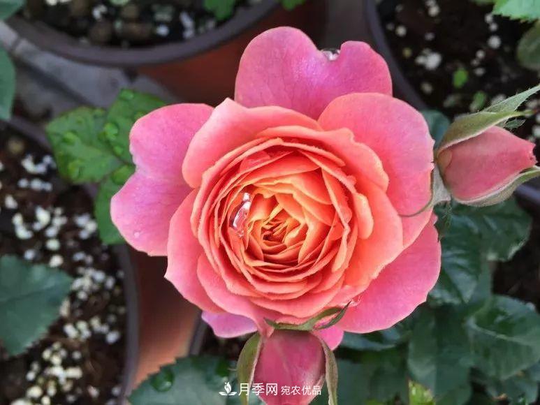 陽臺小怎么辦？推薦8種微型荷蘭陽臺月季，好看又好養(yǎng)！(圖9)