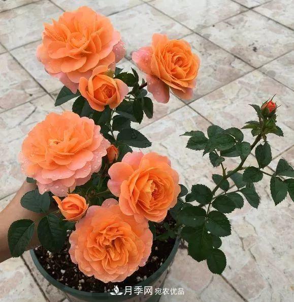 陽臺小怎么辦？推薦8種微型荷蘭陽臺月季，好看又好養(yǎng)！(圖7)