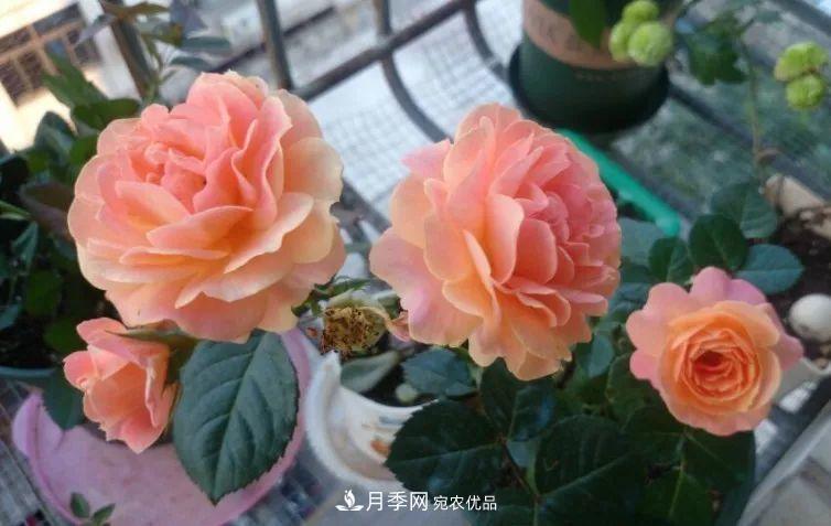 陽臺小怎么辦？推薦8種微型荷蘭陽臺月季，好看又好養(yǎng)！(圖8)