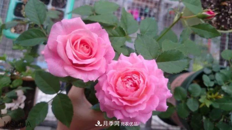 陽臺小怎么辦？推薦8種微型荷蘭陽臺月季，好看又好養(yǎng)！(圖14)