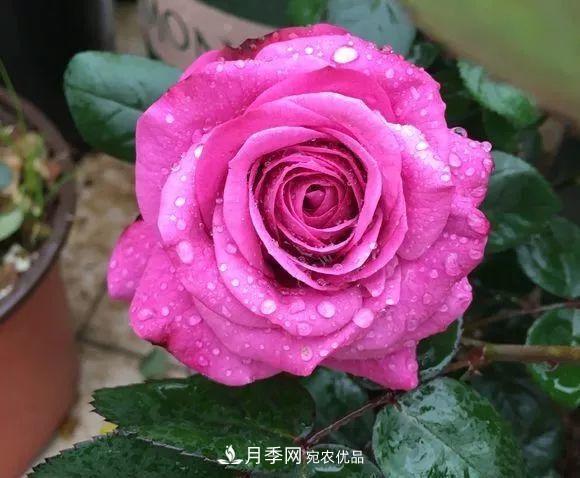 陽臺小怎么辦？推薦8種微型荷蘭陽臺月季，好看又好養(yǎng)！(圖11)