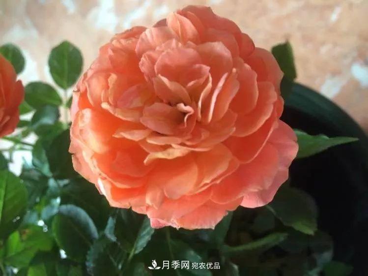 陽臺小怎么辦？推薦8種微型荷蘭陽臺月季，好看又好養(yǎng)！(圖13)
