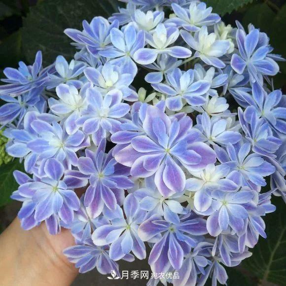 陽臺小怎么辦？推薦8種微型荷蘭陽臺月季，好看又好養(yǎng)！(圖19)
