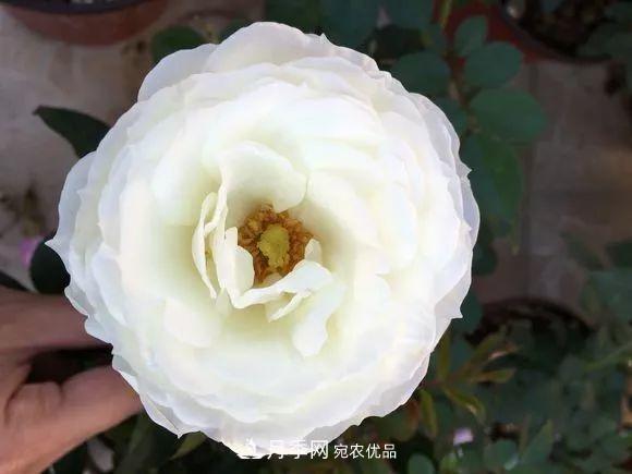 陽臺小怎么辦？推薦8種微型荷蘭陽臺月季，好看又好養(yǎng)！(圖17)