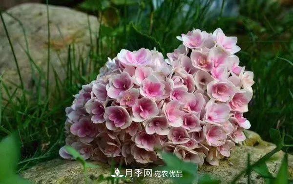 陽臺小怎么辦？推薦8種微型荷蘭陽臺月季，好看又好養(yǎng)！(圖18)