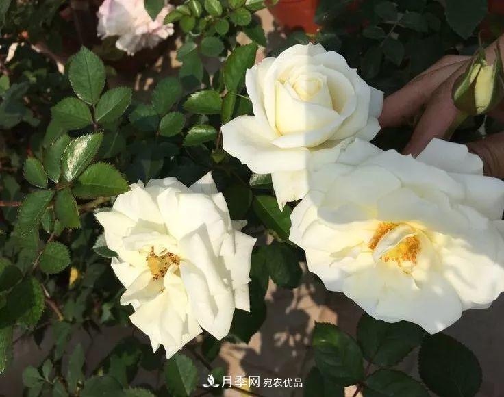 陽臺小怎么辦？推薦8種微型荷蘭陽臺月季，好看又好養(yǎng)！(圖16)