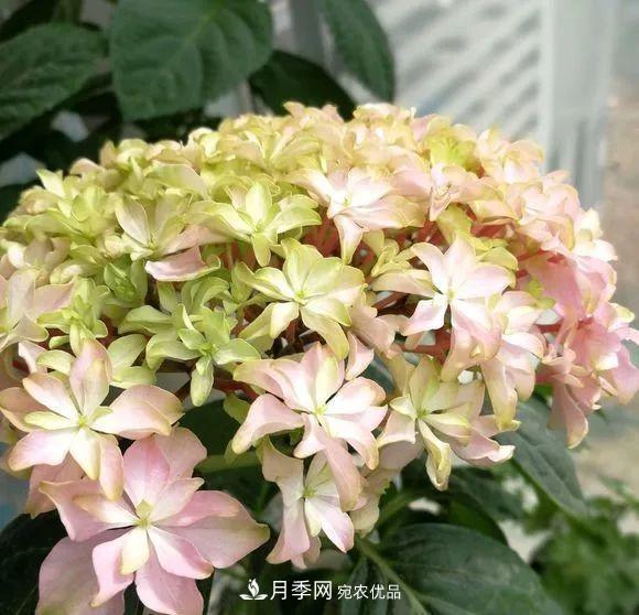 陽臺小怎么辦？推薦8種微型荷蘭陽臺月季，好看又好養(yǎng)！(圖21)