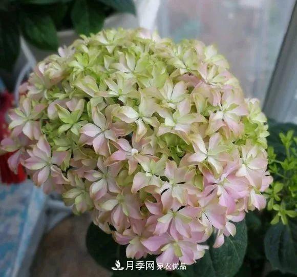 陽臺小怎么辦？推薦8種微型荷蘭陽臺月季，好看又好養(yǎng)！(圖22)