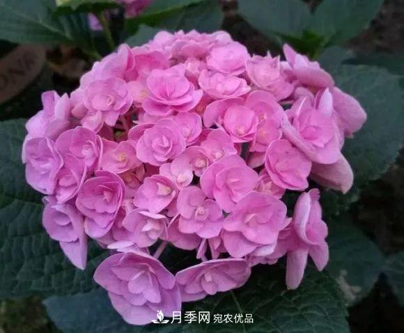 陽臺小怎么辦？推薦8種微型荷蘭陽臺月季，好看又好養(yǎng)！(圖23)