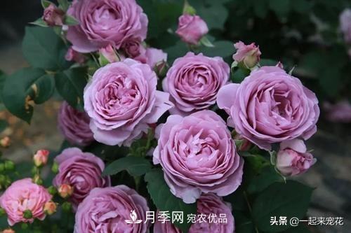 推薦10款藍(lán)紫系月季，總有一款是你喜歡的(圖2)
