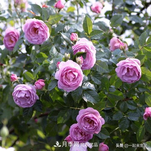 推薦10款藍(lán)紫系月季，總有一款是你喜歡的(圖5)