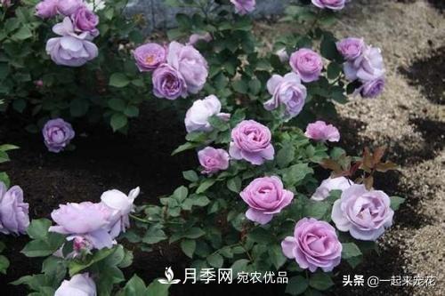 推薦10款藍(lán)紫系月季，總有一款是你喜歡的(圖3)