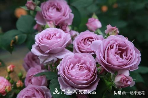 推薦10款藍(lán)紫系月季，總有一款是你喜歡的(圖7)
