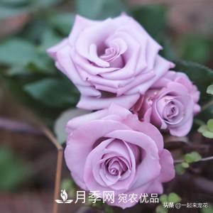 推薦10款藍(lán)紫系月季，總有一款是你喜歡的(圖6)