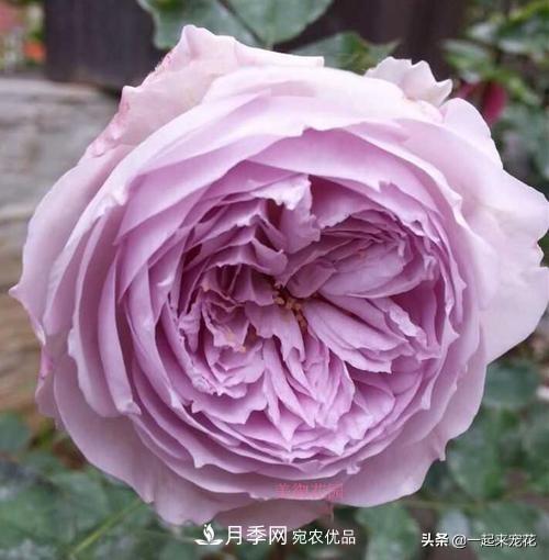 推薦10款藍(lán)紫系月季，總有一款是你喜歡的(圖9)