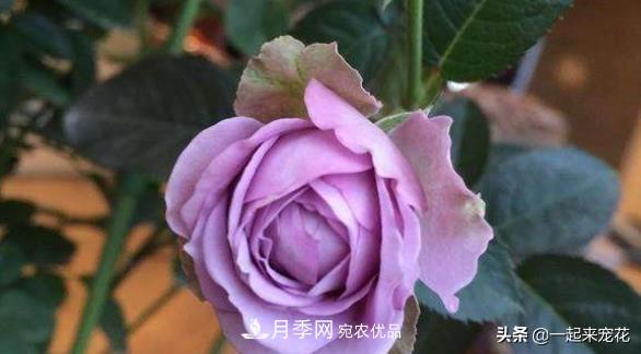 推薦10款藍(lán)紫系月季，總有一款是你喜歡的(圖8)