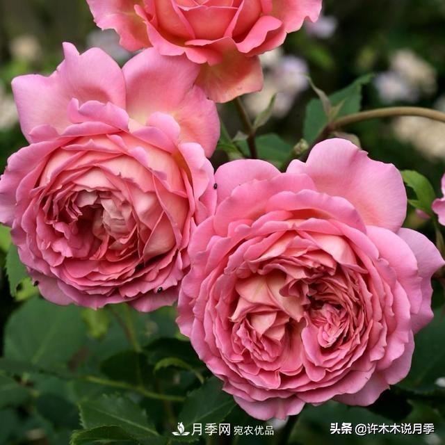 月季垂頭怎么辦？枝條柔軟不直立怎么回事，教你一招搞定(圖2)