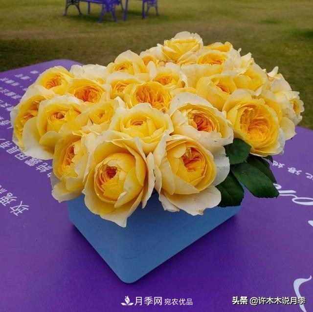 月季垂頭怎么辦？枝條柔軟不直立怎么回事，教你一招搞定(圖1)