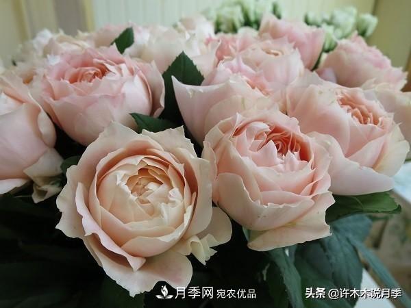 月季垂頭怎么辦？枝條柔軟不直立怎么回事，教你一招搞定(圖5)
