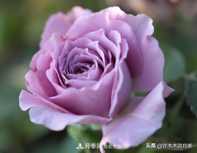 月季垂頭怎么辦？枝條柔軟不直立怎么回事，教你一招搞定(圖4)