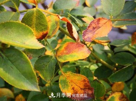 由于肥傷引起的月季黃葉怎么解決？(圖1)