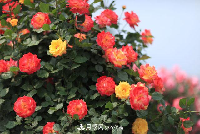 莖蜂、葉蜂如何防治？藤本月季白粉病如何防治？(圖1)