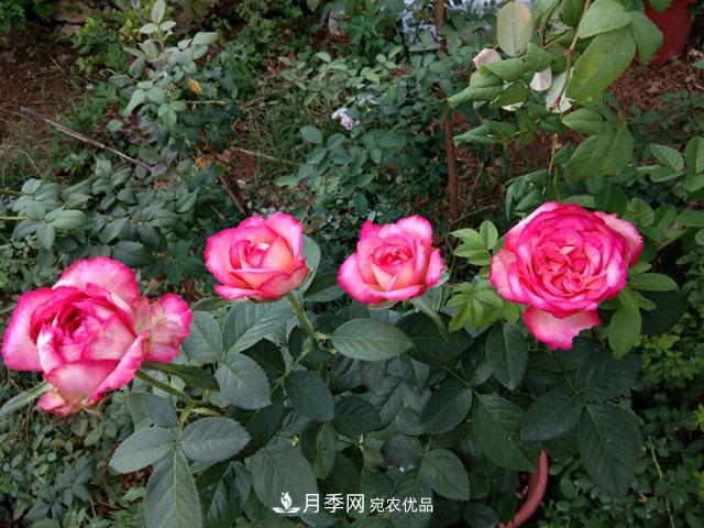 月季白粉虱和枯枝病有哪些危害？如何防治？(圖1)