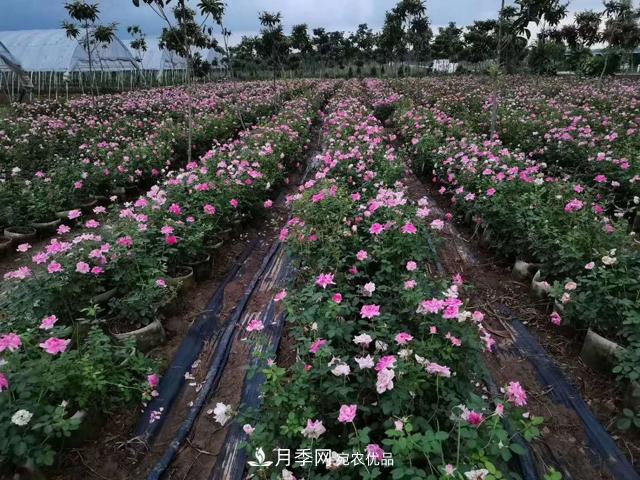 地栽月季的水肥如何管理？(圖1)