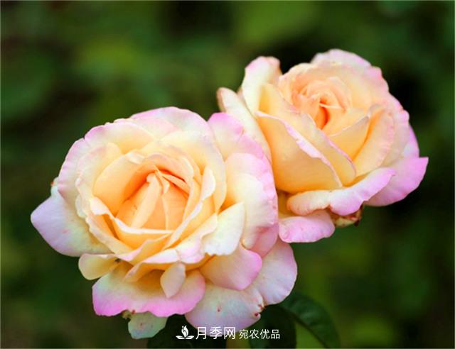 秋天陽臺養(yǎng)月季，3個養(yǎng)護要點要掌握，開花又大又艷麗(圖4)