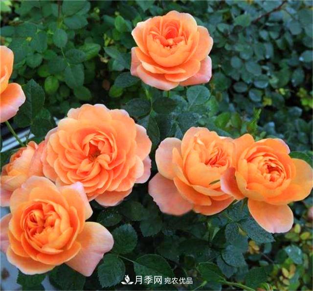 秋天陽臺養(yǎng)月季，3個養(yǎng)護要點要掌握，開花又大又艷麗(圖3)
