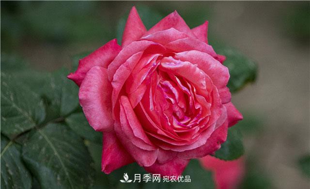 月季花開吐芬芳，南陽月季大美景(圖庫)(圖1)