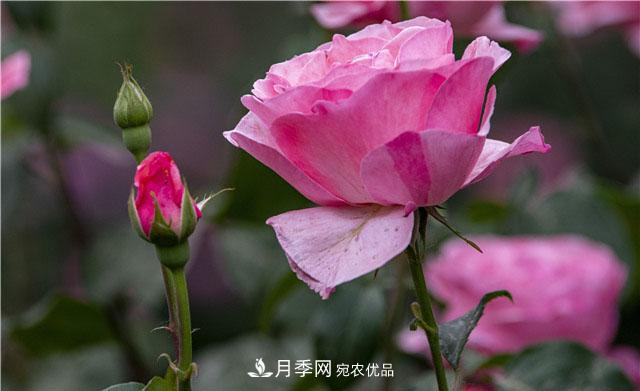 月季花開吐芬芳，南陽月季大美景(圖庫)(圖2)