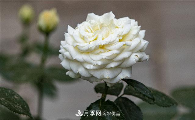 月季花開吐芬芳，南陽月季大美景(圖庫)(圖5)