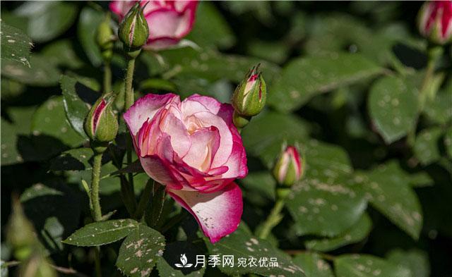 月季花開吐芬芳，南陽月季大美景(圖庫)(圖6)