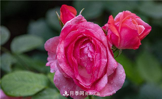 月季花開吐芬芳，南陽月季大美景(圖庫)(圖4)