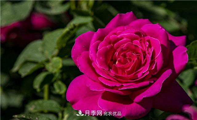 月季花開吐芬芳，南陽月季大美景(圖庫)(圖3)